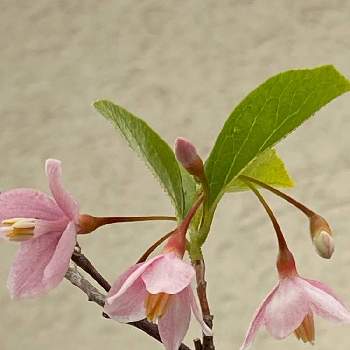 エゴノキピンクの投稿画像一覧 Greensnap グリーンスナップ