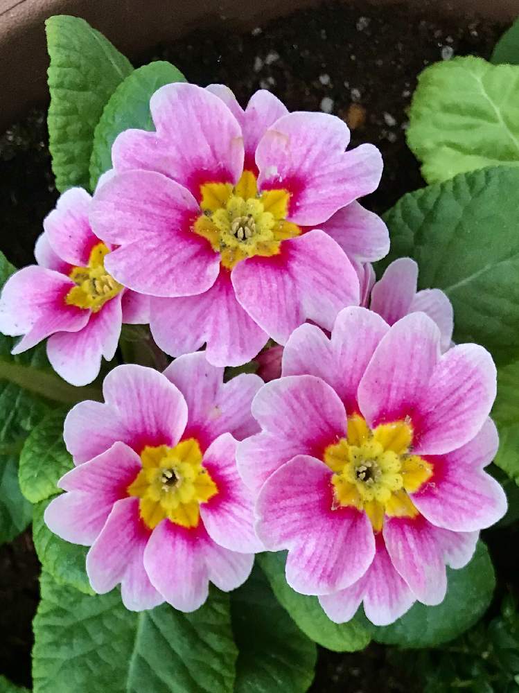 ジュリアンの投稿画像 By みなさん プリムラ ジュリアンと鉢植えと可愛いとピンクの花と花のある暮らし 月11月日 Greensnap グリーンスナップ
