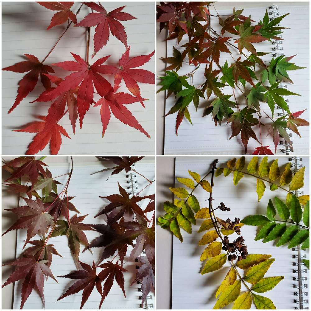 山椒の投稿画像 By まりゆりさん 紅葉とモミジとはっぱと似ていると紅葉と黄葉 月11月日 Greensnap グリーンスナップ