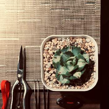 アガベ イシツメンシス '王妃雷神錦',多肉植物,オリジナルブレンド培養土,白中斑,トゲトゲの画像