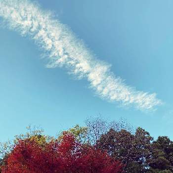 秋空の投稿画像一覧 Greensnap グリーンスナップ