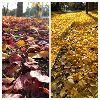 銀杏の落ち葉の画像 by そらもようさん | お出かけ先と落ち葉いろいろと銀杏の落ち葉と公園と植物大好きと紅葉フォトコン2020