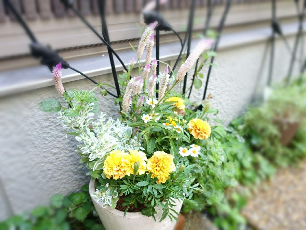 ハツユキソウの投稿画像 By りんじょんふぁさん ジニア プチランドホワイトとフレンチマリーゴールド ストロベリーブロンドとケイトウ セロシア サマーラベンダーと寄せ植えと花のある暮らしとおうち園芸 月11月日 Greensnap グリーンスナップ