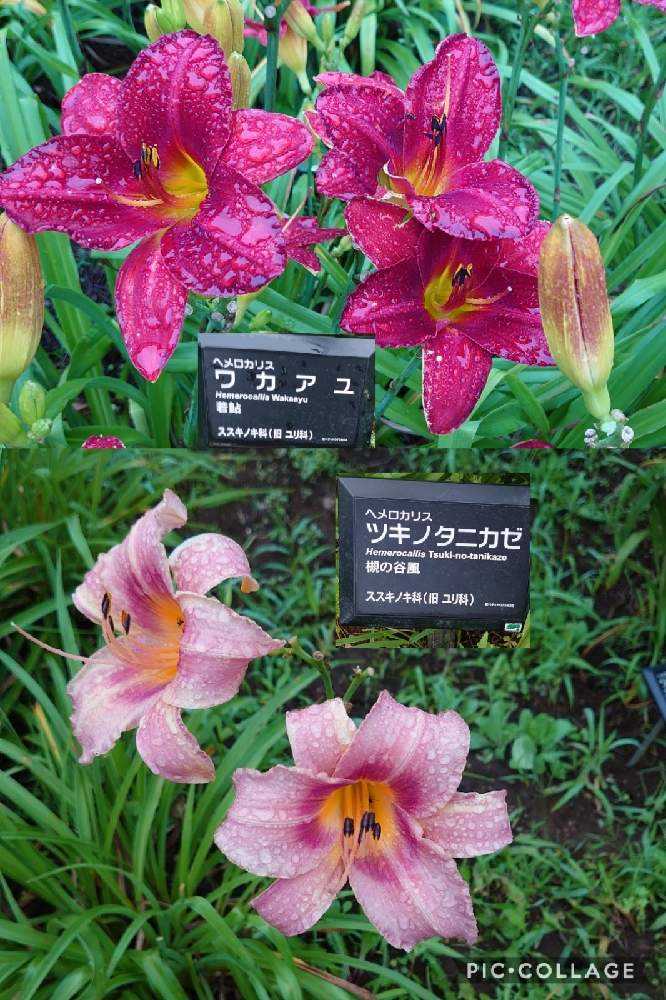 平塚花菜ガーデン夏 7 15 Greensnap グリーンスナップ