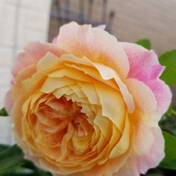 絞りの画像 by takiさん | 小さな庭と絞りとDelbard Rosesとおうち園芸とバラ好きとクロード・モネと佳花園