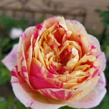 絞りの画像 by takiさん | 小さな庭と絞りとエドゥアール･マネとDelbard Rosesとおうち園芸とバラ好きと佳花園