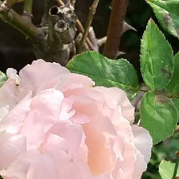 こっそり咲いてた( ´艸｀)の画像 by kunekuneさん | 小さな庭と薔薇とピンクの花とピンク❤︎ピンクとばら❤とこっそり咲いてた( ´艸｀)