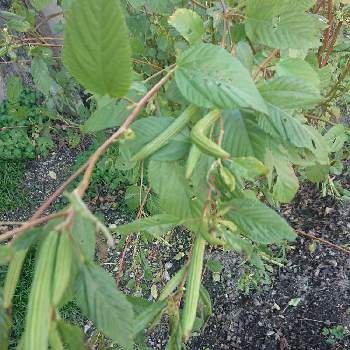 モロヘイヤの育て方 種まきや苗植えの時期は プランター栽培もできる Greensnap グリーンスナップ