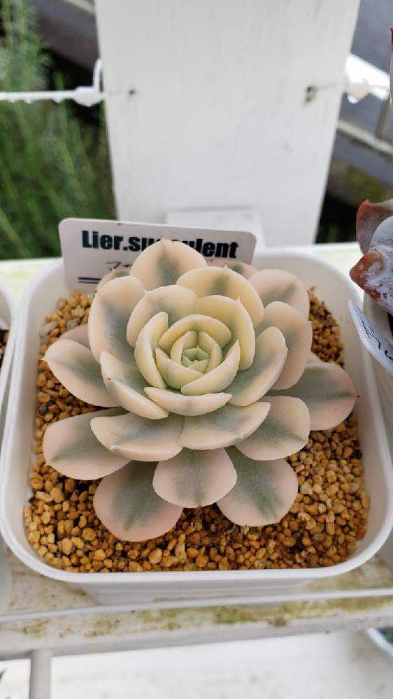 マカベアナ錦｜🍀GreenSnap（グリーンスナップ）