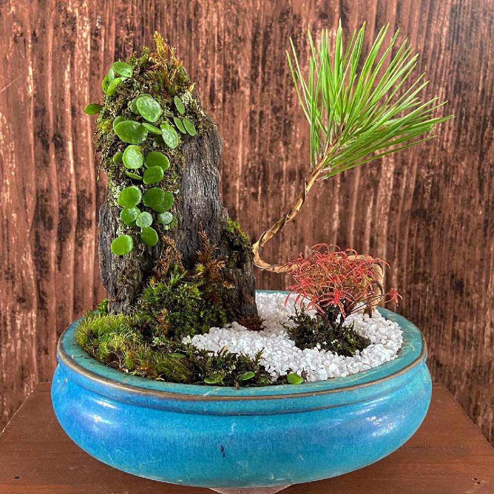 着生植物の投稿画像 By Roconさん 盆栽教室と福岡と植物のある暮らしと苔 コケ とグリーンのある暮らしと寄せ植えとおうちde菜園と植物と季節の寄せ植えとおうち園芸と盆栽素材とミニ盆栽と石付けと盆栽 月11月日 Greensnap グリーンスナップ
