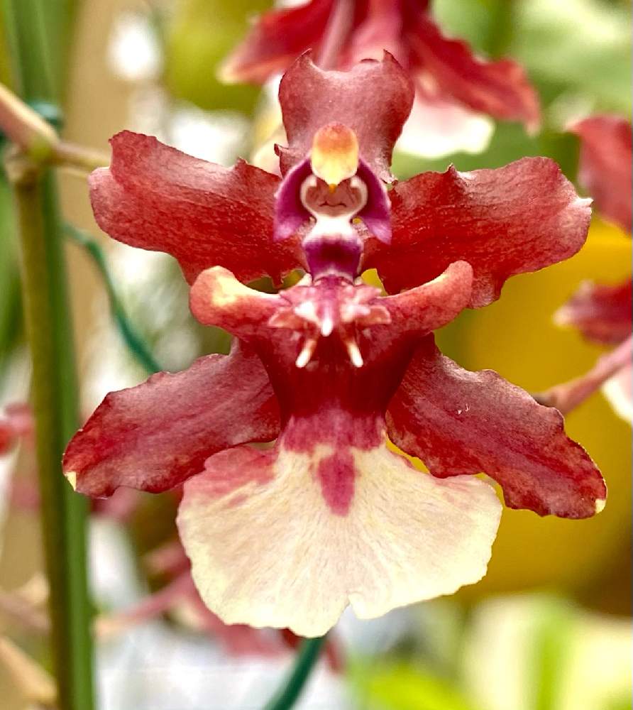 蘭 オンシジュウムの投稿画像 By Mangostanaさん 洋蘭 月11月日 Greensnap グリーンスナップ