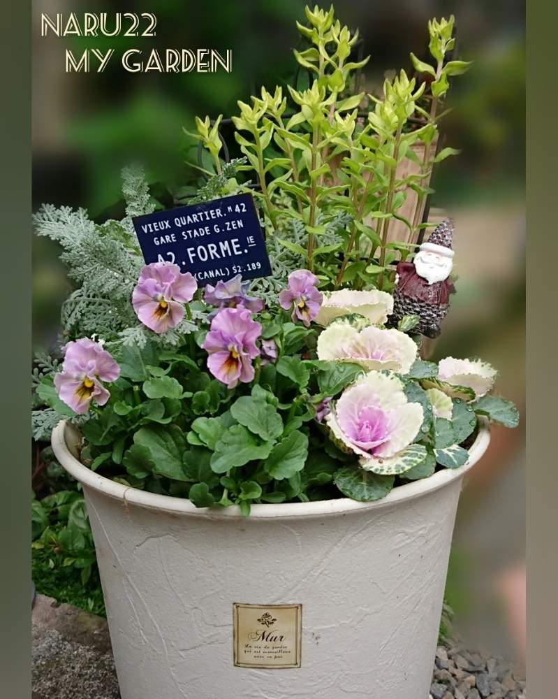 ブルーデージーの投稿画像 By Naru22さん 葉牡丹とビオラとシルバーレースとブルーデージー ハニーブルーと私の癒し と花芽が出たよ と寄せ植えとおうち園芸と可愛い脇役と花のある暮らしとワクワク 月11月日 Greensnap グリーンスナップ