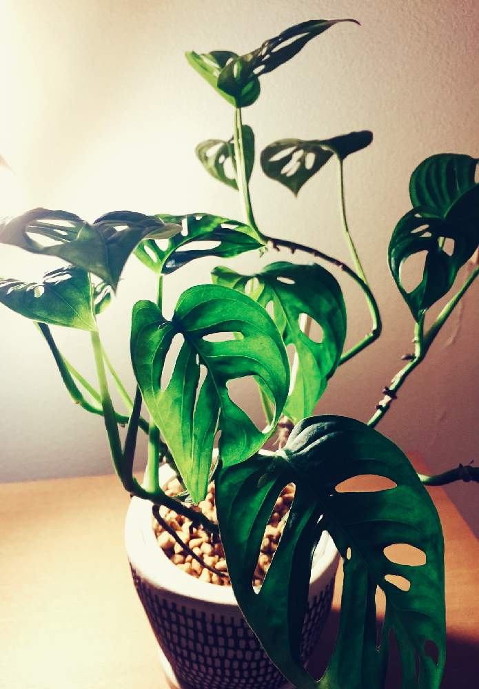 マドカズラの投稿画像 By Mesukeさん 観葉植物とマドカズラ水差しと照明と植物 月11月日 Greensnap グリーンスナップ