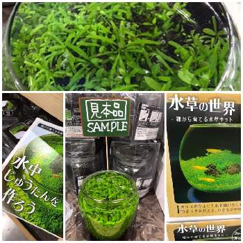 種から育てる水草キットの投稿画像一覧 Greensnap グリーンスナップ