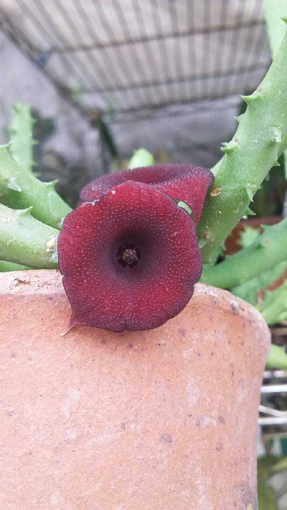 ガガイモ系 15種 マルム ピンクアイ含め ガガイモの花約26種類 ＋未