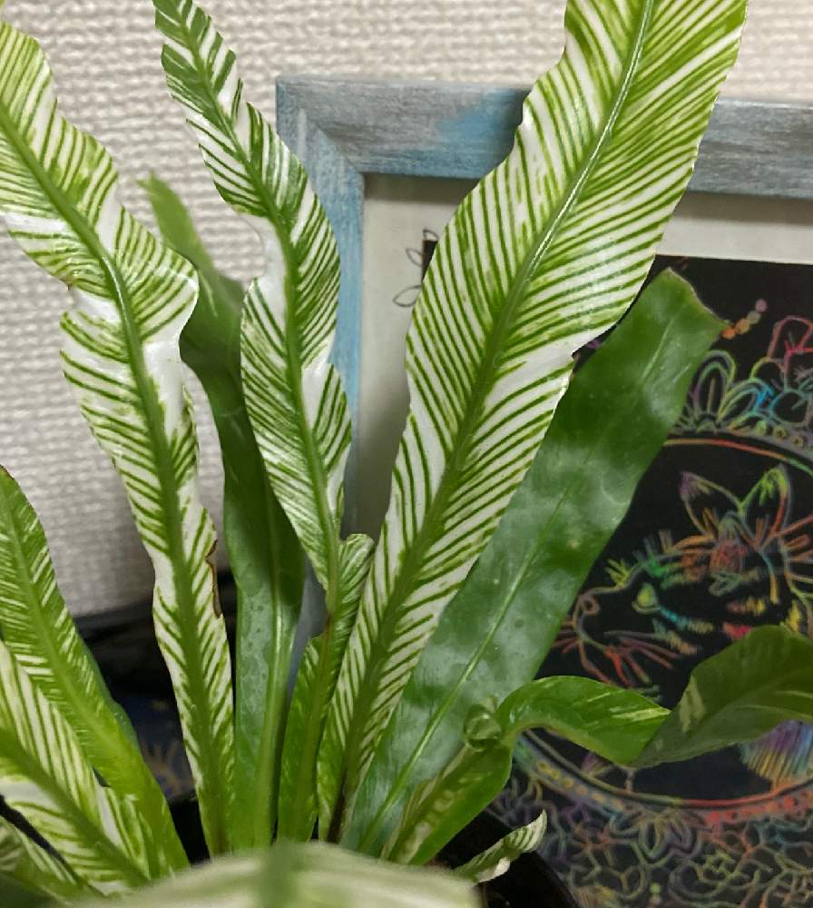 オオタニワタリ 斑入りの投稿画像 By Nyaoさん 部屋と観葉植物と模様と斑入り とオオタニワタリ と観葉植物と模様と斑入り とオオタニワタリ 月11月21日 Greensnap グリーンスナップ Greensnap グリーンスナップ オオタニワタリ 斑入りの投稿画像 By Nyaoさん 部屋と観葉植物と模様と斑入り とオオタニワタリ と観葉植物と模様と斑入り とオオタニワタリ 月11月21日 Greensnap グリーンスナップ Greensnap グリーンスナップ