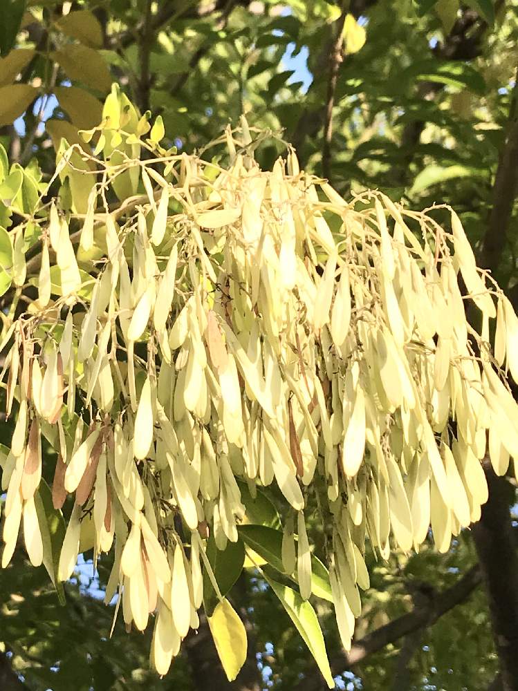 シマトネリコの投稿画像 By タッカーさん シマトネリコ と頑張ろう とコロナに負けるな とボチボチいきましょう 月11月21日 Greensnap グリーンスナップ