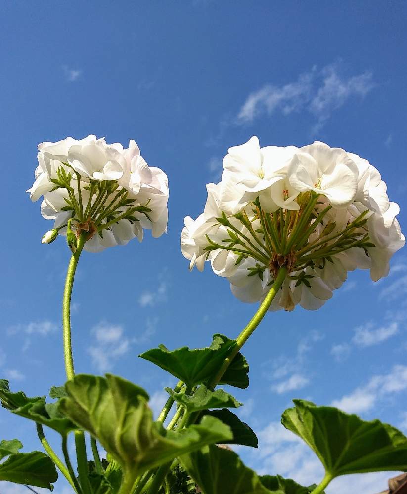 花のある暮らしの投稿画像 By ビタミンr 1さん 白いゼラニウム 月11月21日 Greensnap グリーンスナップ