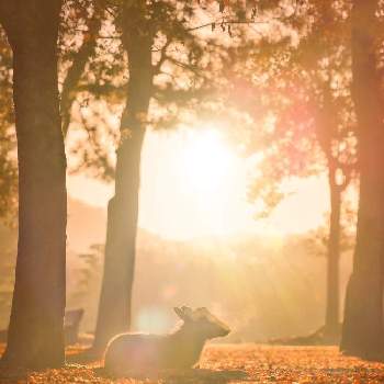 鹿さんの画像 by satomi さん | 紅葉フォトコン2020とカメラ女子と癒しと光芒と奈良公園散歩と紅葉♡とやさしい気持ちと鹿さんと1,000万枚突破とパンジー苗ケース希望