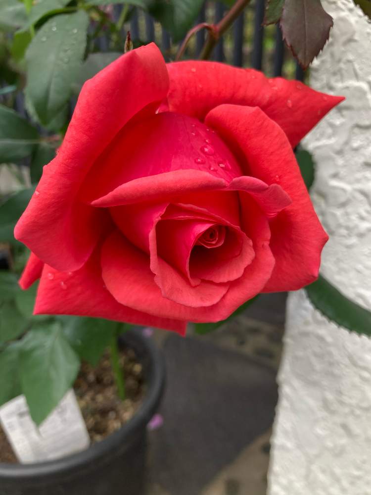 バラ ドゥフトボルケの投稿画像 By Manabeさん 赤いバラ 薔薇とバラ科とビロードみたいとバラ属と鉢植えのバラと花のある暮らしとバラ科バラ属 月11月21日 Greensnap グリーンスナップ