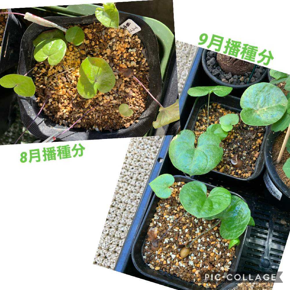 可愛い☆早い者勝ち☆実生4年生】 アフリカ亀甲竜 抜苗発送! 17 可愛い☆早い者勝ち☆実生4年生】 アフリカ亀甲竜 抜苗発送! 17