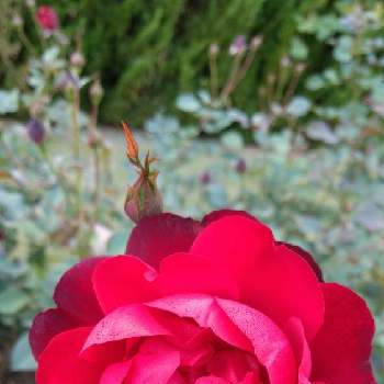 薔薇のアルバムの画像 by ヤマボウシさん | 広い庭とシンギン・イン・ザ・レインと植物日誌と薔薇のアルバム