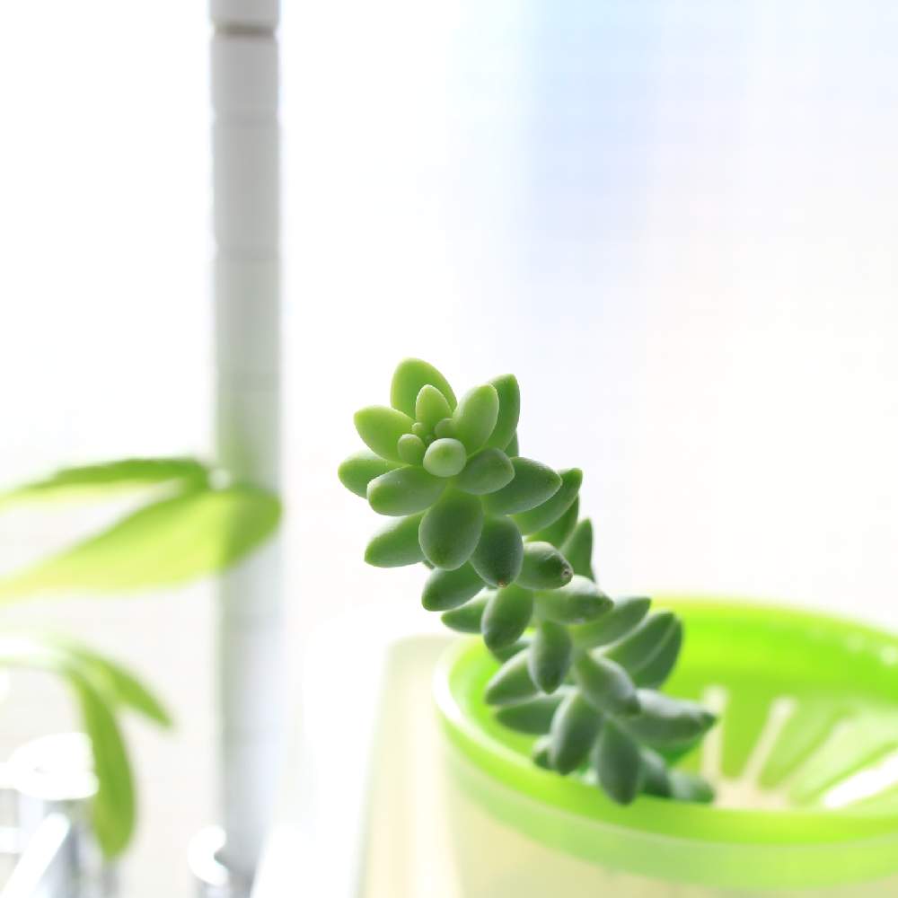 ビアホップ の投稿画像 By ぽてさん 多肉植物と挿し芽と室内栽培とつぶつぶとおうち園芸と水耕栽培と多肉女子と紅葉多肉とタニラーとガーデニング 月11月21日 Greensnap グリーンスナップ