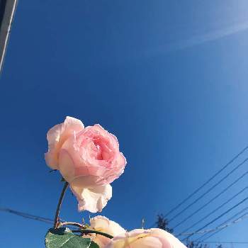 京成バラの画像 by hajimetepiassさん | 小さな庭と京成バラと薫乃 バラとおうち園芸とバラにハマってます