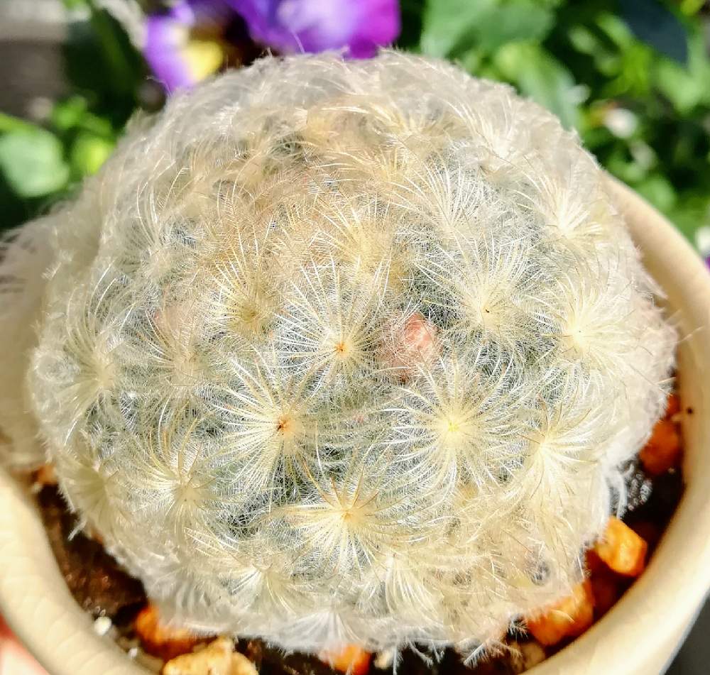 白星の投稿画像 By Mrkさん サボテン マミラリア 月11月21日 Greensnap グリーンスナップ