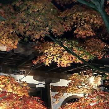 京都 永観堂の画像 by ルンコさん | お出かけ先とモミジとライトアップと紅葉狩りと京都 永観堂と紅葉(こうよう)