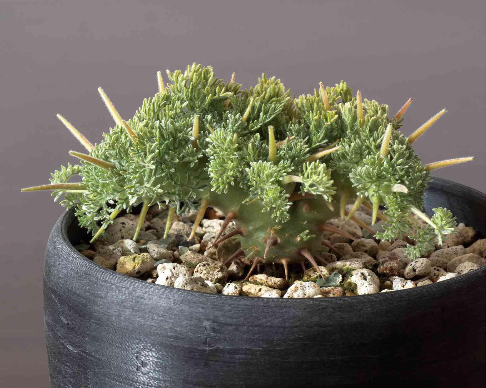 実生】サルコカウロン ヘレー モンソニア ヘレイ