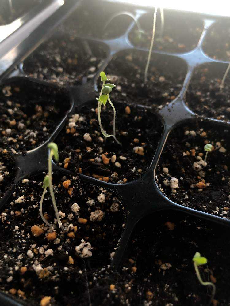 元ブラウンサム女子がラベンダー育成に挑戦するまとめ Greensnap グリーンスナップ