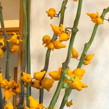 フォックスフェイスの投稿画像一覧 Greensnap グリーンスナップ