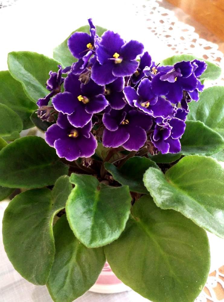 セントポーリア バルバドスの投稿画像 By わこ さん セントポーリアとたくさんの花と出窓と素敵な花とおうち園芸と素敵な色合いと花のある暮らしと紫の花 月11月21日 Greensnap グリーンスナップ