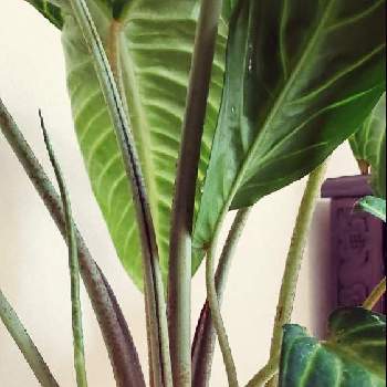 キサントソーマ リンデニーの画像 by みそしるさん | 部屋とキサントソーマ リンデニーとみどりのある暮らしと観葉植物と葉っぱのある暮らしと葉っぱと植欲と日陰と寄せ鉢とかわいいな♡と植物を愛でる