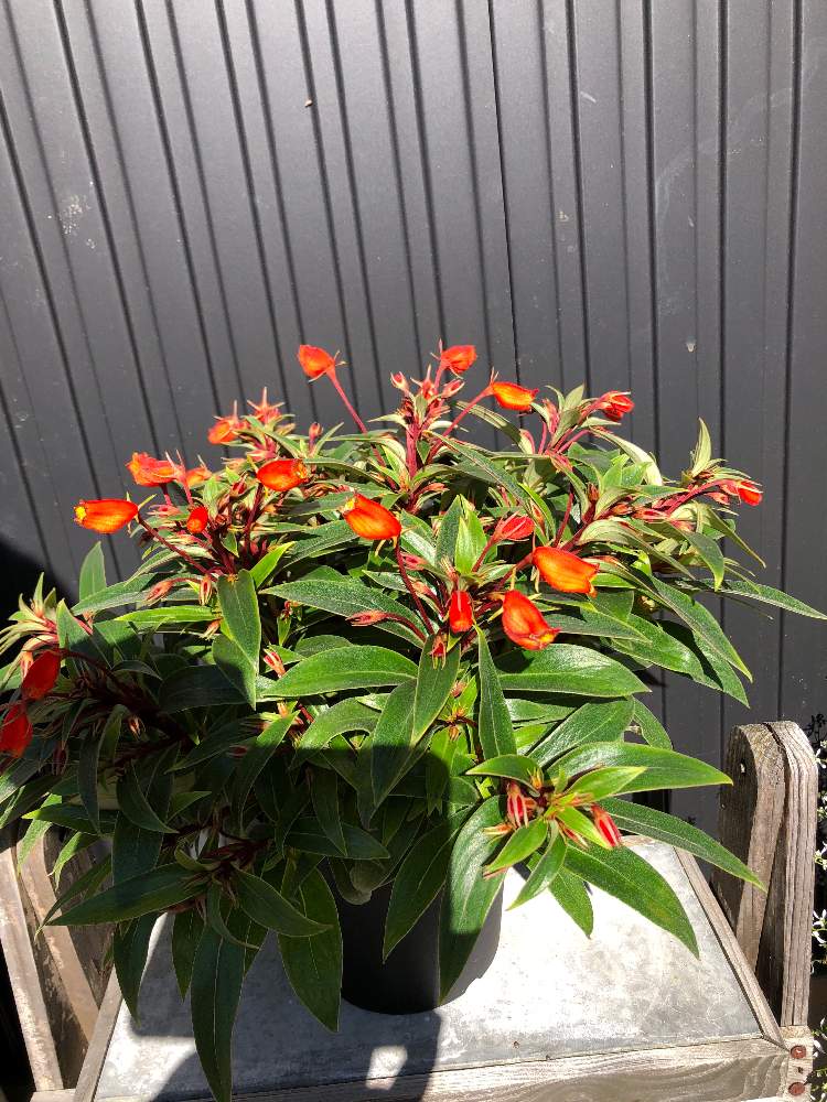 シーマニアの投稿画像 By もこさん 相談とおうち園芸 月11月21日 Greensnap グリーンスナップ