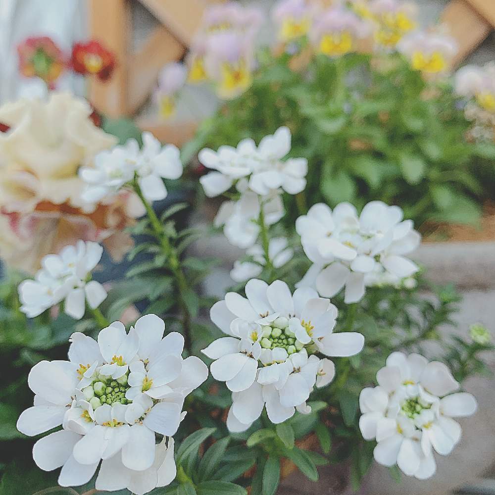 ビオラ パンジーの投稿画像 By Mimi さん パンジーとキャンディタフト イベリス と宿根イベリス とビオラ ファーマーズ クラフトとガーデニングと花のある暮らしとローブドゥアントワネット 月11月21日 Greensnap グリーンスナップ