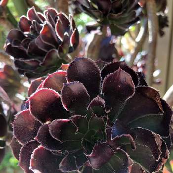 黒帽子 の投稿画像一覧 Greensnap グリーンスナップ