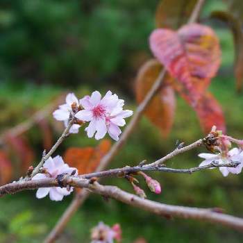 十月桜（ジュウガツザクラ）の画像 by Reiさん | 広い庭と十月桜（ジュウガツザクラ）と庭の様子と紅葉フォトコン2020