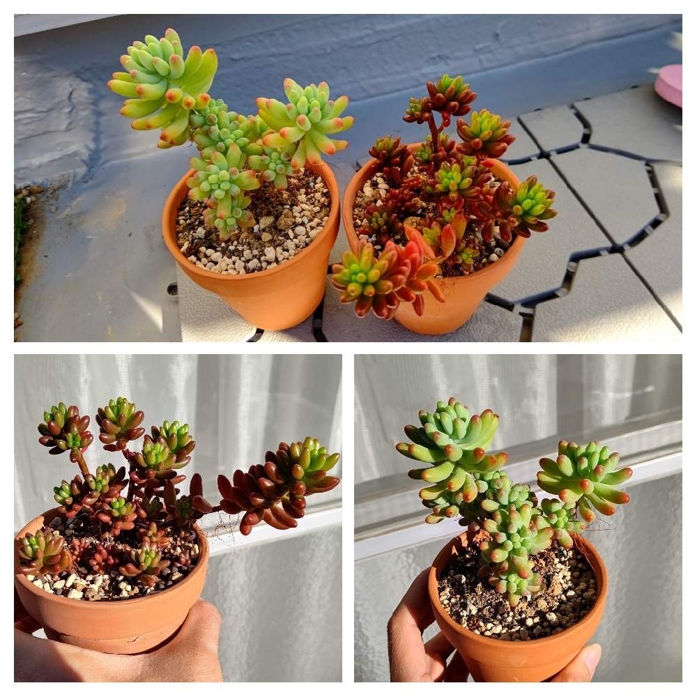 乙女心の投稿画像 By Cycletotoさん 虹の玉 セダム属 と虹の玉とセダム 乙女心とセダム 乙女心とセダム 虹の玉とセダム虹の玉と乙女心 おとめごころ とセダム属と乙女心 と 虹の玉とセダムちゃんとセダム と乙女心 とセダム可愛いと乙女心 とセダム大好きと虹の玉