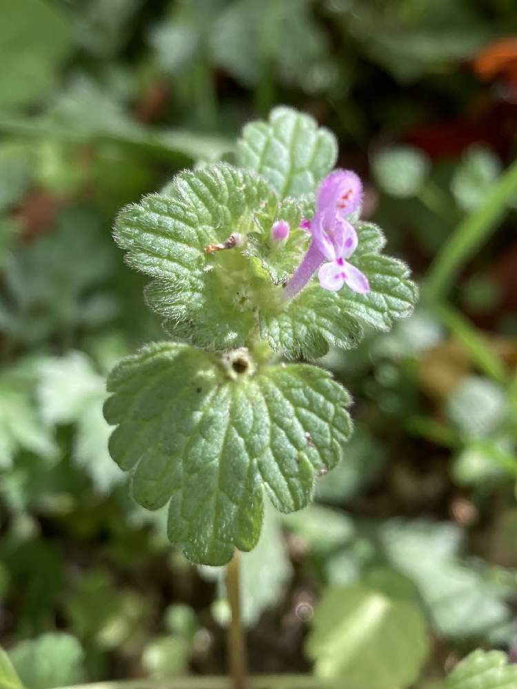 ホトケノザの投稿画像 By ドラえもんさん 野草 月11月21日 Greensnap グリーンスナップ