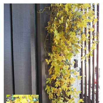 野ブドウの実の画像 by 紫陽花さん | 玄関と癒しの時間と野ブドウの実と野ブドウのリース
