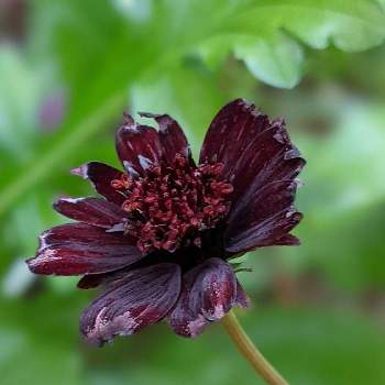 チョコレート色の投稿画像一覧 Greensnap グリーンスナップ