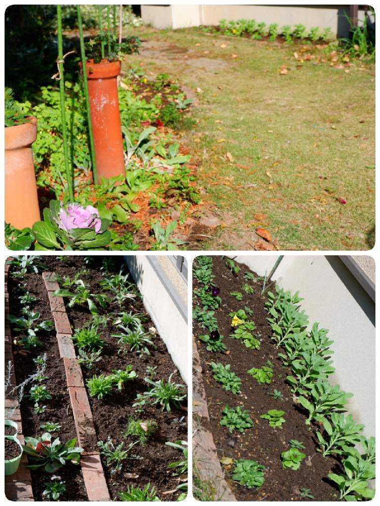 ストックの投稿画像 By Fukuさん ビオラとたねからの幸せと春に咲く花とタネからとgs映えと種まき中毒とおうち園芸とガーデニングと花のある暮らしと 種まきクラブとかわいいな とおおきくなあれ 月11月21日 Greensnap グリーンスナップ