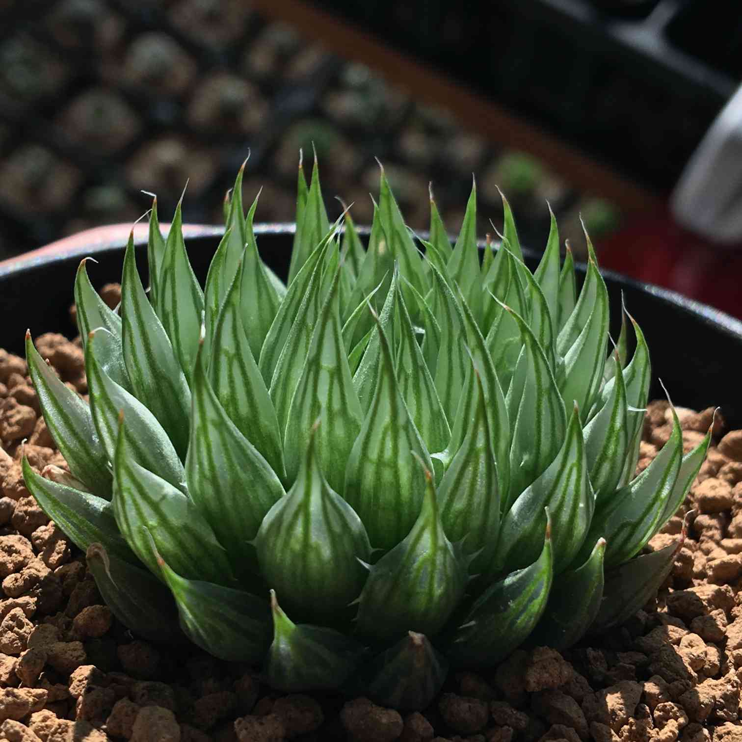 原種】 ハオルチア クーペロイデス H. cooperoides n.n., GP1535, Waaipoort, NE of  Steytlerville 美株 多肉植物