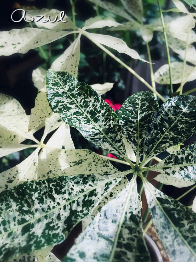 パキラミルキーウェイの投稿画像 By Azul さん 観葉植物といつもありがとう と癒しと葉っぱ と感謝と美しいと綺麗と小さな幸せ と平和を願う とパンヤ科とlove Peaceと葉っぱアートとパキラ とグリーンと優しい気持ち 月11月21日 Greensnap グリーン