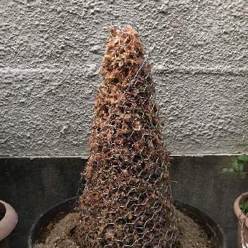 見様見真似での投稿画像一覧 Greensnap グリーンスナップ