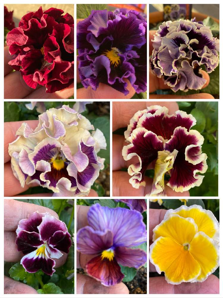 年パンジー ヴィオラの記録 Part1 Greensnap グリーンスナップ