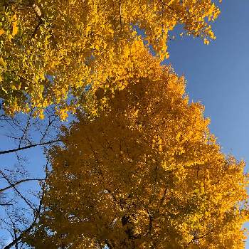 秋の楽しみの画像 by seridescentさん | お出かけ先と自然美と秋らしくと銀杏の木と秋の楽しみ