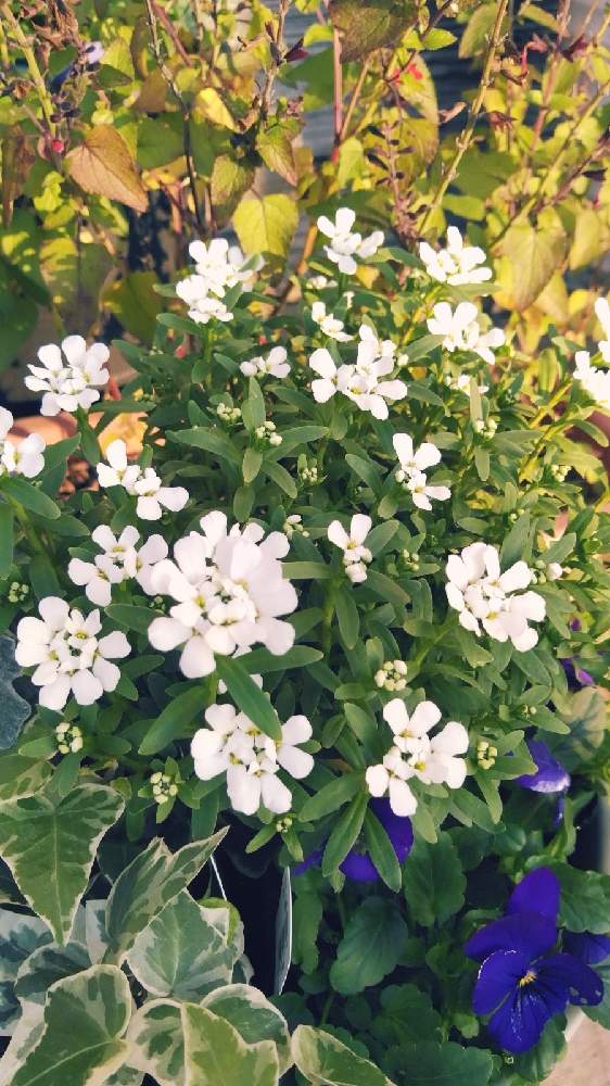 イベリス スノーサーファーの投稿画像 By ミュウミルさん お花を楽しむと寄せ植えとイベリス スノーサーファー と癒しと植物の力とがんばれ と鉢植えと可愛いと花のある暮らしとプランター植え 月11月21日 Greensnap グリーンスナップ イベリス スノーサーファーの投稿画像 By ミュウミルさん お花を楽しむと寄せ植えとイベリス スノーサーファー と癒しと植物の力とがんばれ と鉢植えと可愛いと花のある暮らしとプランター植え 月11月21日 Greensnap グリーンスナップ